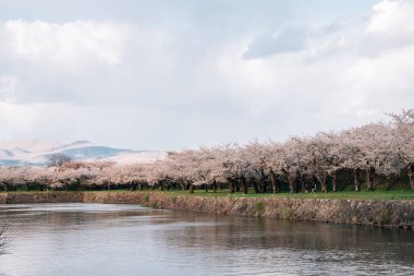 Hakodate, Hokkaido, Japonya 'da kiraz çiçekleriyle Goryokaku Parkı