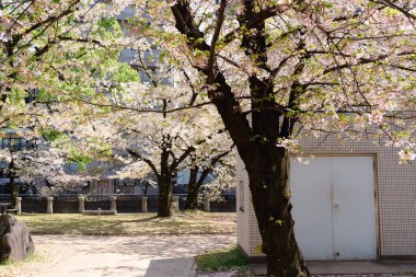 Tenjin Central Park ilkbahar çiçekleri Fukuoka, Japonya 'da