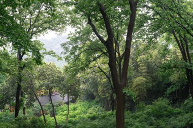 Çin, Hangzhou 'daki Yung fu Tapınağı yeşil ormanı.