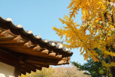 Geleneksel mimari ve sonbahar yaprakları Seolleung 'da ve Jeongneung Kraliyet Mezarları, Seul, Kore