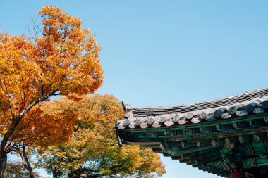 Geleneksel çatı, Jinju, Kore 'deki Jinjuseong Kalesi' nde sonbahar yapraklarıyla saçıldı.