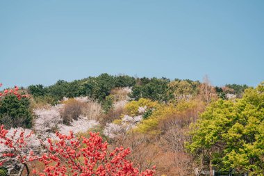 Busan, Kore 'deki Dongnae Eupseong Tepesi İlkbaharı