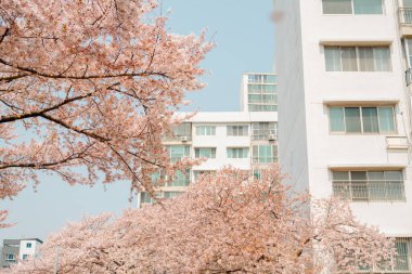 Busan, Kore - 6 Nisan 2022: Oncheoncheon apartmanı ve kiraz çiçekleri