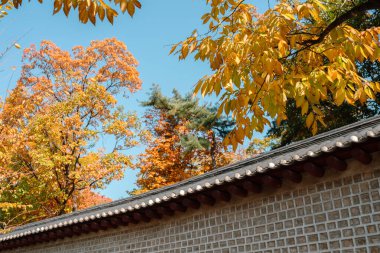 Seosulla-gil, Seul, Kore 'de sonbahar ormanı olan Stonewall Yolu.