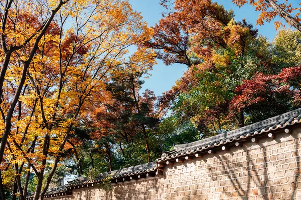 Changdeokgung Sarayı Seul, Kore 'deki sonbahar akçaağaç ormanlarına duvar ördü.