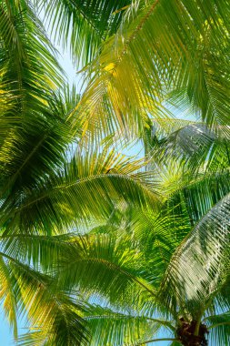 Tropik palmiye ağacı yeşil yaprağı