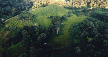Yüksek açılı yeşil pirinç tarlası sabah