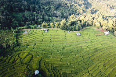 Yüksek açılı yeşil pirinç tarlası sabah
