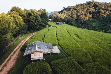 Yüksek açılı yeşil pirinç tarlası sabah