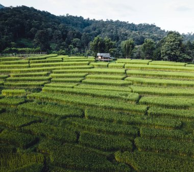 Yüksek açılı yeşil pirinç tarlası sabah