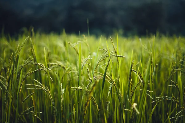 Wysoki Kąt Zielone Pole Ryżu Rano — Zdjęcie stockowe