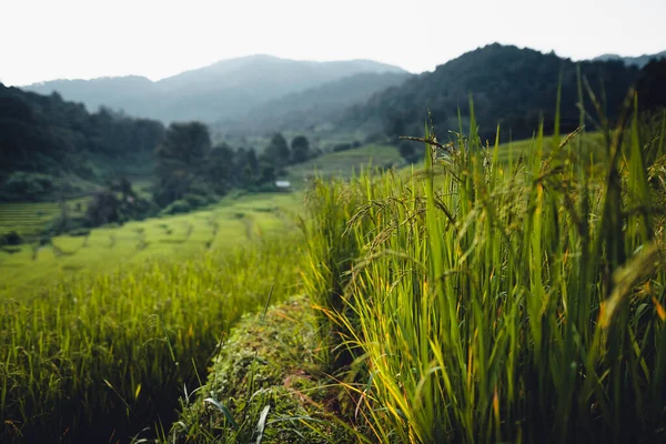 Υψηλή Γωνία Πράσινο Ρύζι Τομέα Πρωί — Φωτογραφία Αρχείου