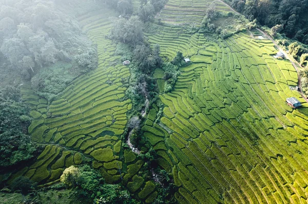 stock image high angle green rice field in the morning