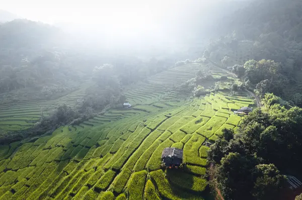High Angle Green Rice Field Morning — Stock Photo, Image