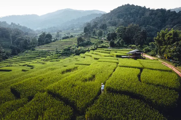 High Angle Green Rice Field Morning — Stock Photo, Image
