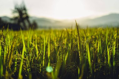 Pai Bölgesi 'nde akşam yeşil pirinç tarlaları