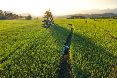Pai Bölgesi 'nde akşam yeşil pirinç tarlaları