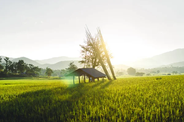 stock image Green rice fields in the evening at Pai District