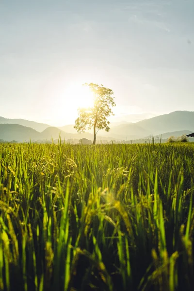 stock image Green rice fields in the evening at Pai District