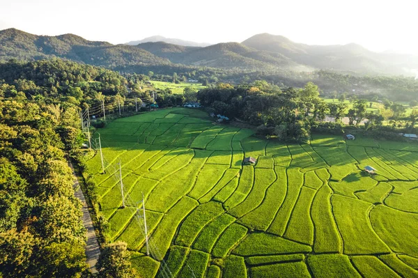 Green Rice Fields Evening Pai District — Stock Photo, Image