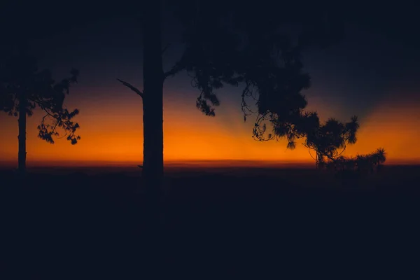落日之后 在森林里的天空中 — 图库照片