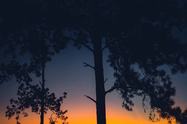 森の空に沈む夕日の後 — ストック写真