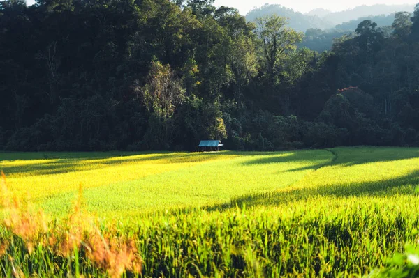 Abends Reisfelder Auf Dem Land Ländliche Reisen — Stockfoto