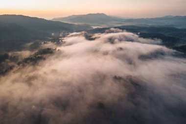 Ormanda altın sisi ve sabah ışığı