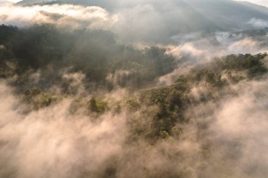 Ormanda altın sisi ve sabah ışığı