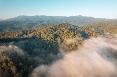 Ormanda gün doğumu sisi ve dağlarda