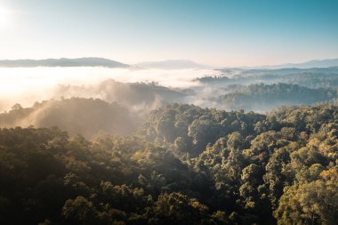 Ormanda gün doğumu sisi ve dağlarda