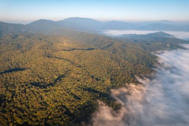 Ormanda gün doğumu sisi ve dağlarda