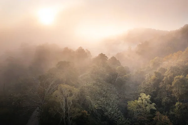 Sunrise Forest Mist Mountains — Stock Photo, Image