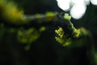 Ormanda yeşil yosun, ağaçlarda ve kayalarda doğa arka planında