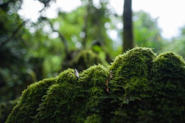 Ormanda yeşil yosun, ağaçlarda ve kayalarda doğa arka planında