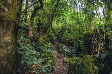 Ormanda yeşil yosun, ağaçlarda ve kayalarda doğa arka planında