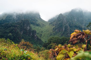 Ormandaki yeşil kayalık dağlar ve ağaçlar