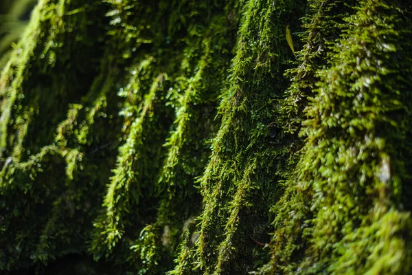 Musgo Verde Bosque Los Árboles Rocas Fondo Naturaleza —  Fotos de Stock
