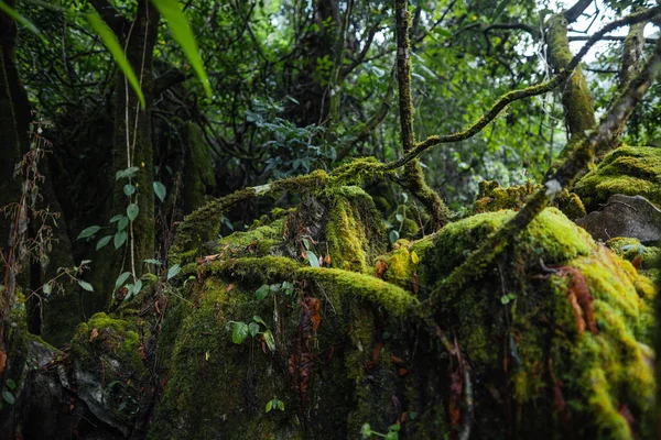 Musgo Verde Bosque Los Árboles Rocas Fondo Naturaleza —  Fotos de Stock