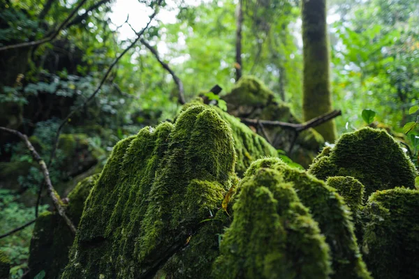 Zelený Mech Lese Stromech Skalách Příroda Pozadí — Stock fotografie