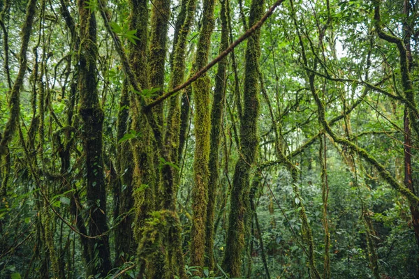 Grünes Moos Wald Auf Bäumen Und Felsen Naturhintergrund — Stockfoto