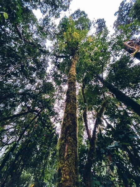 Zelený Mech Lese Stromech Skalách Příroda Pozadí — Stock fotografie