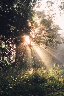 Ağaçların arasından parlayan altın ışık huzmeleri 