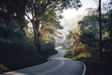 Ağaçların arasından parlayan altın ışık huzmeleri 