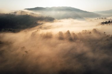 Sisli bir ormanda gün doğumu Hava manzarası