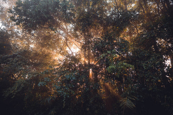 Sunrise in a foggy forest Aerial view