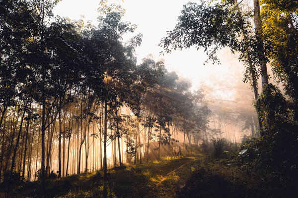 Восход солнца в туманном лесу Вид с воздуха