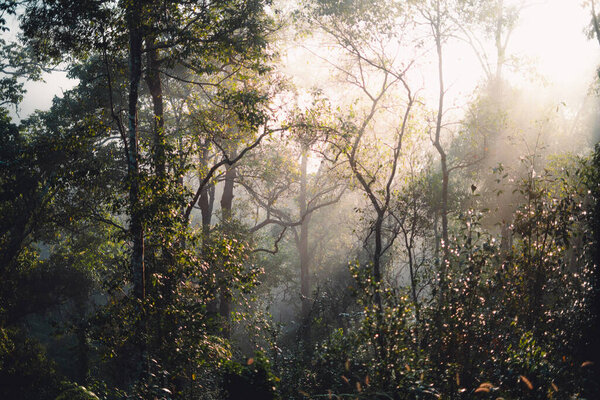 Sunrise in a foggy forest Aerial view