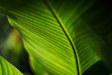 makro çekim yaprak yeşil 