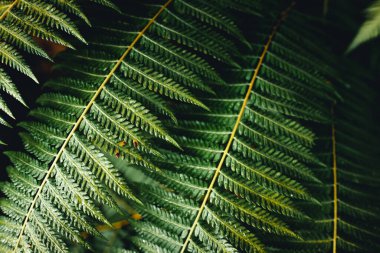 Dark green fern foliage,Close-Up Of Fern Leaves